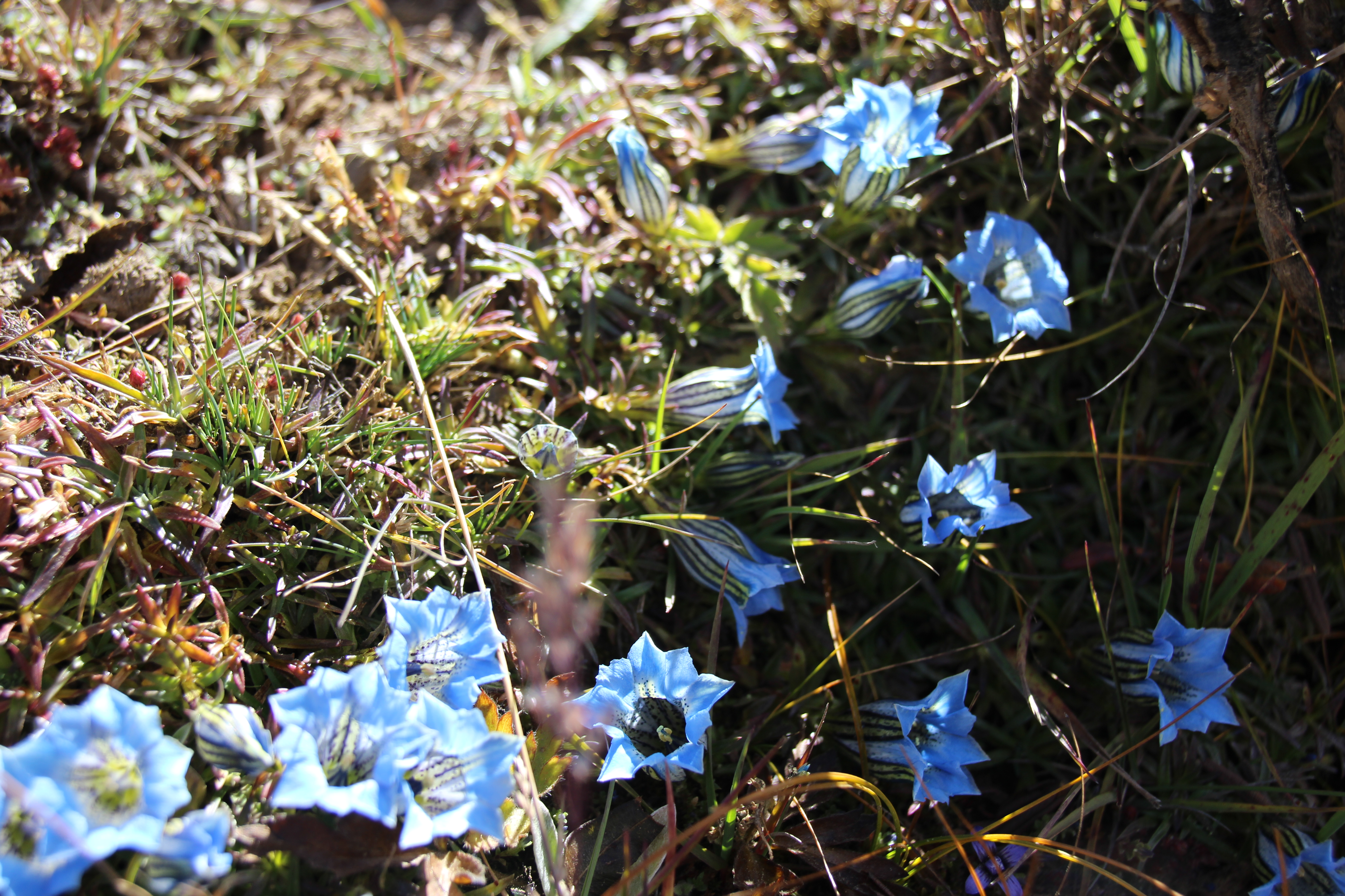 Blue Ground Flowers