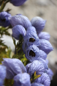 Flowers Along the Path to Basecamp