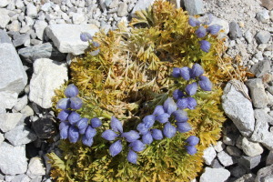 Flowers Along the Path to Basecamp