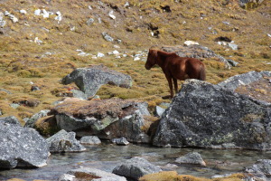 Horse By Stream