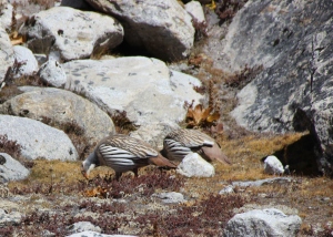 Local Birds