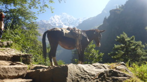 Mule on Trail