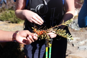 Seabuckthorn Picking