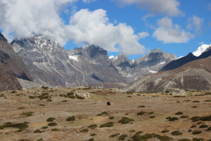 Sole Yak in Field