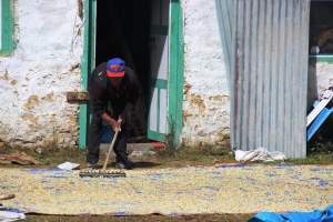 Villager Drying Potatoes