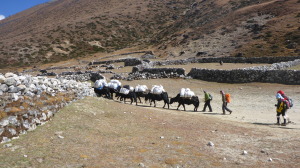 Yak Train - Luggage