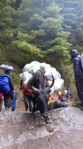 Yak under load uphill