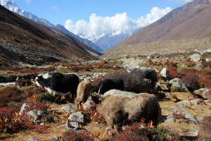 Yaks Grazing