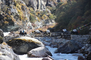 Yaks Crossing Bridge (6)