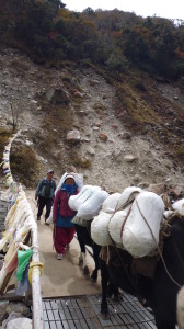 Yaks on Plywood Patched Bridge