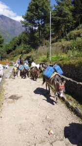 Mules on the Trail