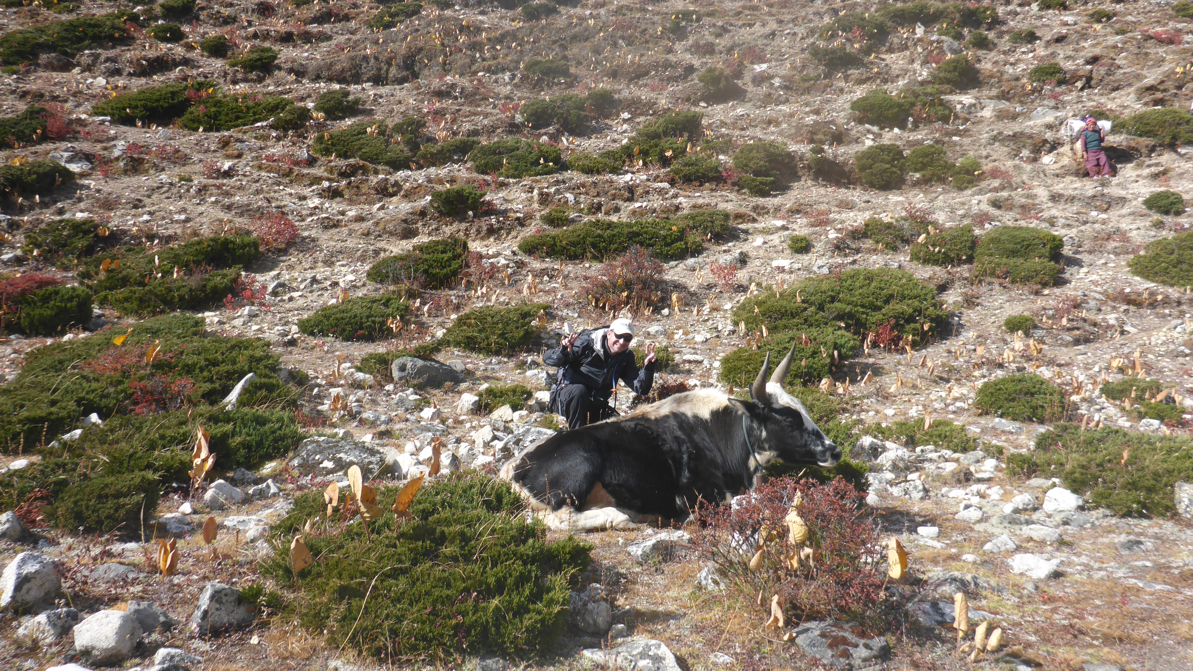 Tony photo bombing yaks