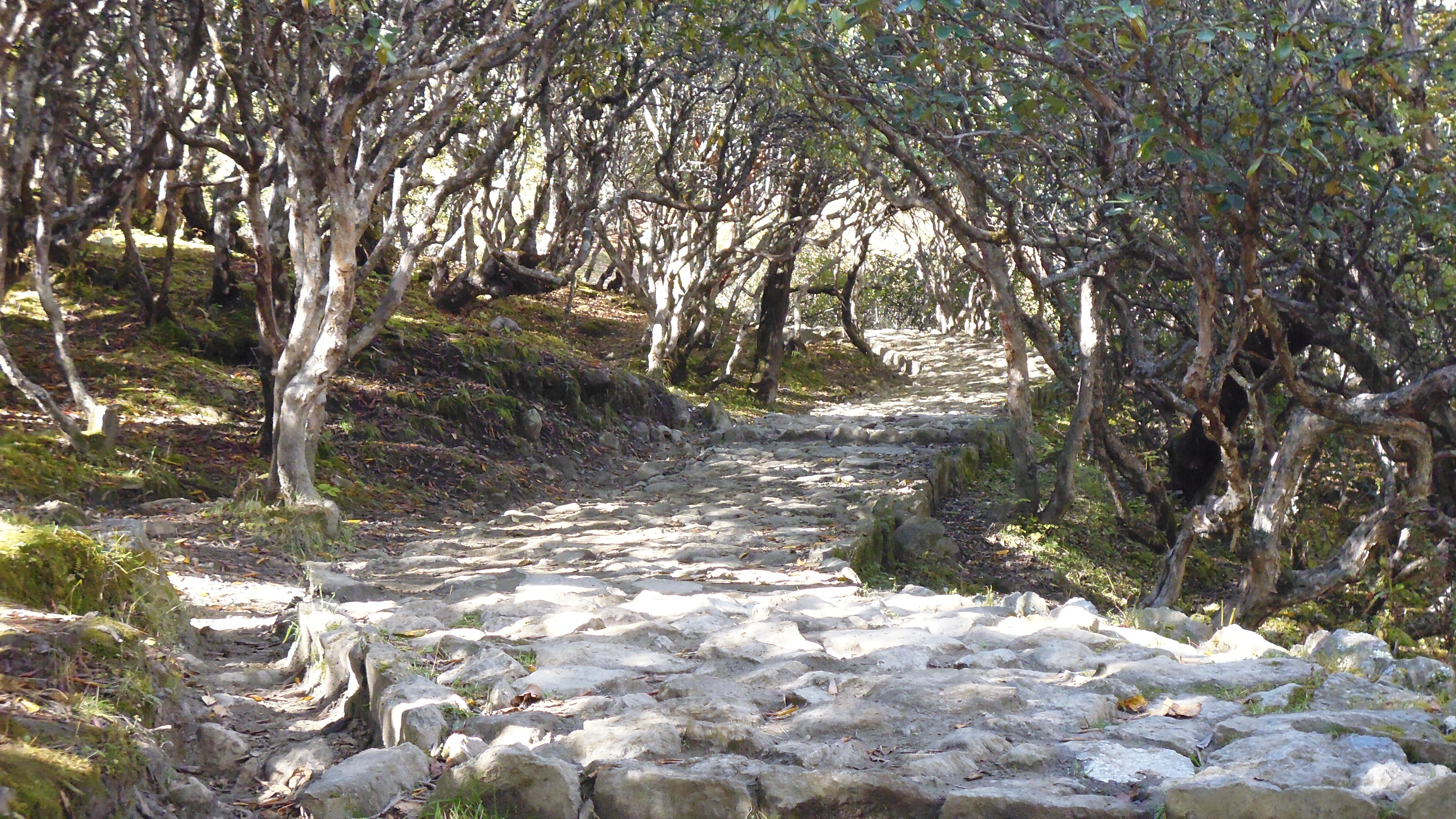 Trail fromTengbocke Monastery