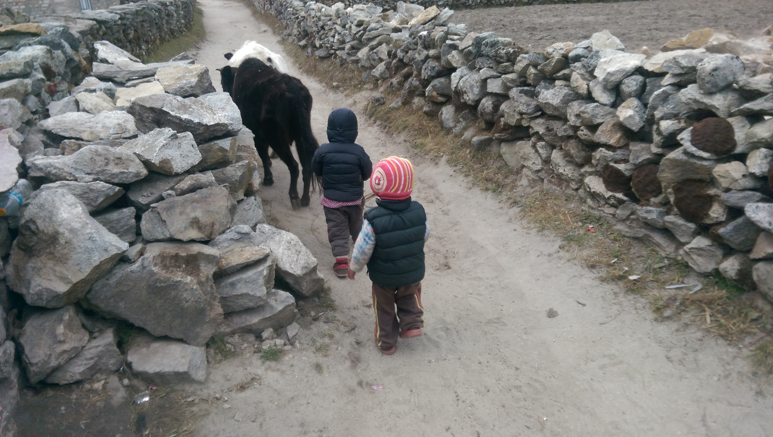Young Yak Herders